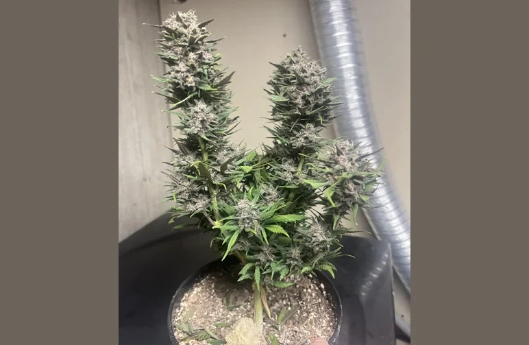A very short but mature autoflower cannabis plant with thick, frosty buds growing out of a tiny plastic pot, demonstrating the small yield of a micro-grow.