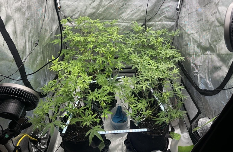 Vue intérieure d’une tente de culture réfléchissante 4x4 montrant quatre plants de cannabis dans des pots en tissu noir disposés en carré parfait, avec des ventilateurs oscillants à pince fixés aux montants d’angle.