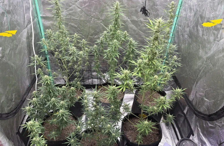 Four healthy autoflowering cannabis plants in the early flowering stage, growing indoors inside a reflective grow tent using black fabric pots."