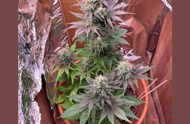 A healthy autoflower cannabis plant in the full flowering stage, growing in a pot. The plant features thick, frosty colas, purple-tinted upper leaves, and natural yellowing on the lower fan leaves.