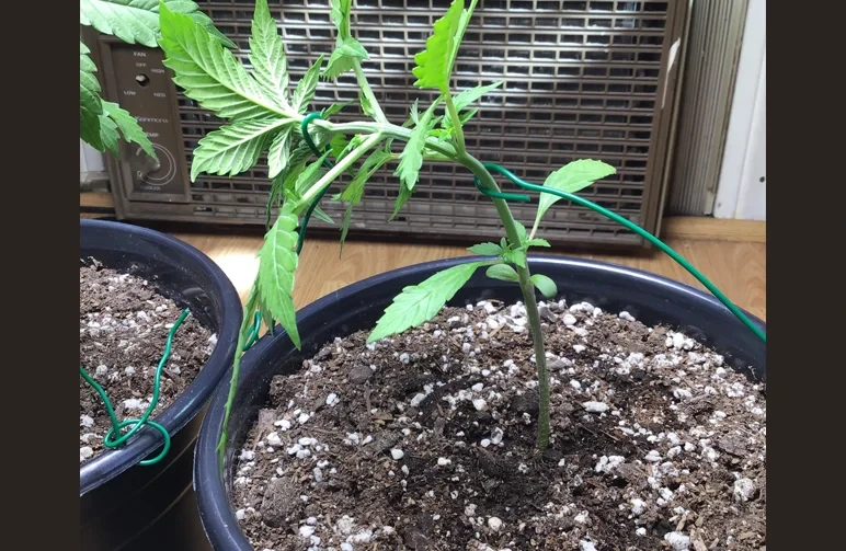 A young cannabis plant in a plastic pot showing proper LST technique, with one green wire anchoring the lower stem to the right and a second green wire pulling the top of the plant to the left.