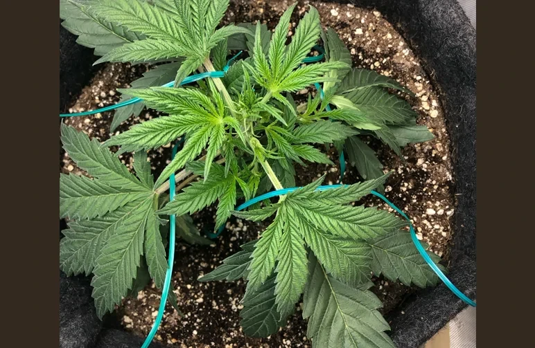 An overhead, top-down view of a young cannabis plant in a black fabric pot, showing its side branches being tied outward with blue soft plant wire to create a wide canopy.