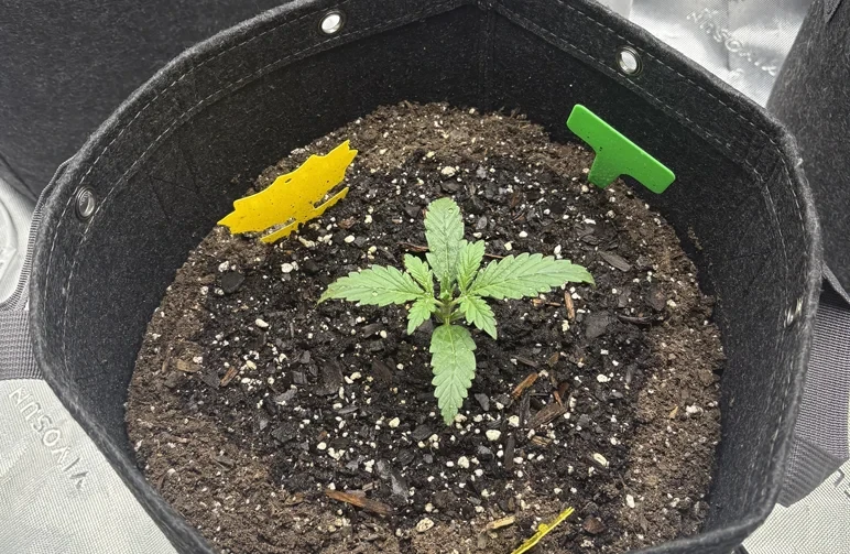 A top-down view of a small, healthy cannabis seedling growing right in the center of a large, black fabric pot filled with soil and perlite, demonstrating planting directly into a final container.