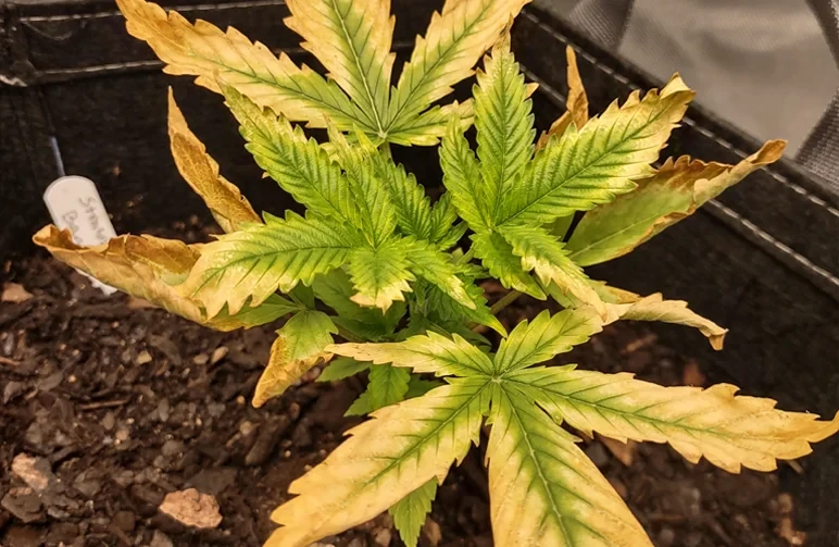 autoflower-severe-nutrient-burn-seedling-yellow-leaves