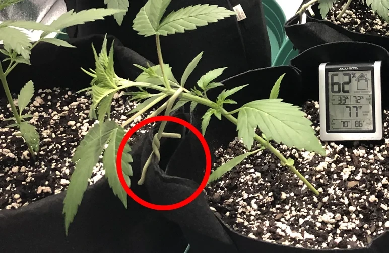 A young cannabis plant in a black fabric pot with its main stem bent horizontally using a thick rubber tie. A red circle highlights where the tie is attached to the edge of the pot.