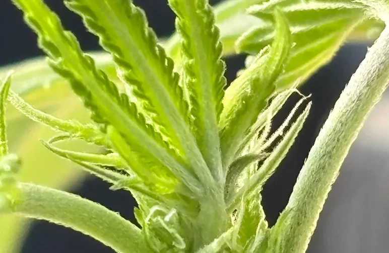 A macro close-up of a bright green cannabis plant stem showing the early pre-flowering stage, highlighting tiny, wispy white hairs known as pistils emerging from the node.