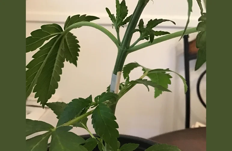 Close up of a green cannabis stem that has been repaired using a small piece of white tape and a tiny wooden splint to hold a break together.