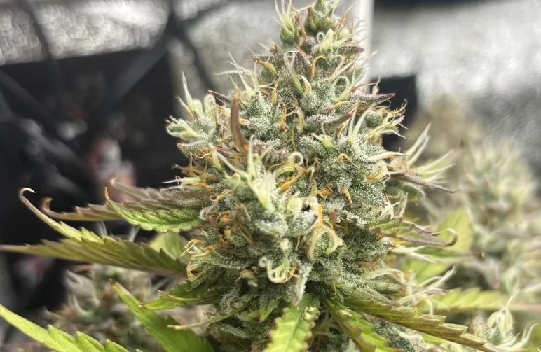 A close-up of a frosty cannabis bud in a grow tent exhibiting signs of foxtailing, with long, airy, finger-like spikes of calyxes growing out of the main flower cluster due to heat stress.