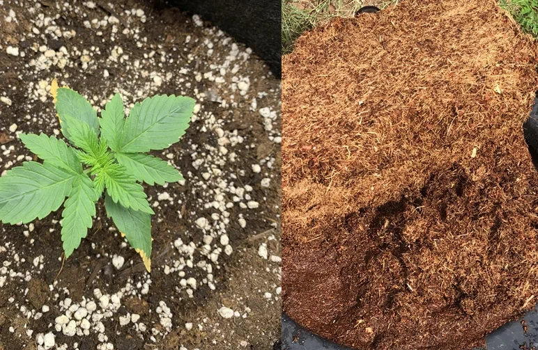 A side-by-side comparison of cannabis growing mediums. On the left, a young cannabis seedling in dark potting soil heavily mixed with white perlite. On the right, a pile of fibrous brown coco coir showing both dry and wet textures.