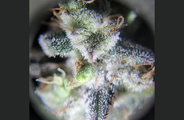 A macro photograph taken through a jeweler's loupe showing a close-up of a frosty cannabis bud. The tiny resin glands, or trichomes, have turned an opaque, milky-white color, indicating the plant has reached peak maturity and is ready for harvest.