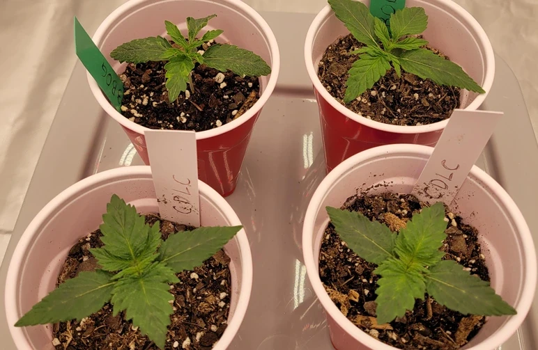 Four young cannabis seedlings growing in plastic Solo cups ready for transplanting into larger soil pots