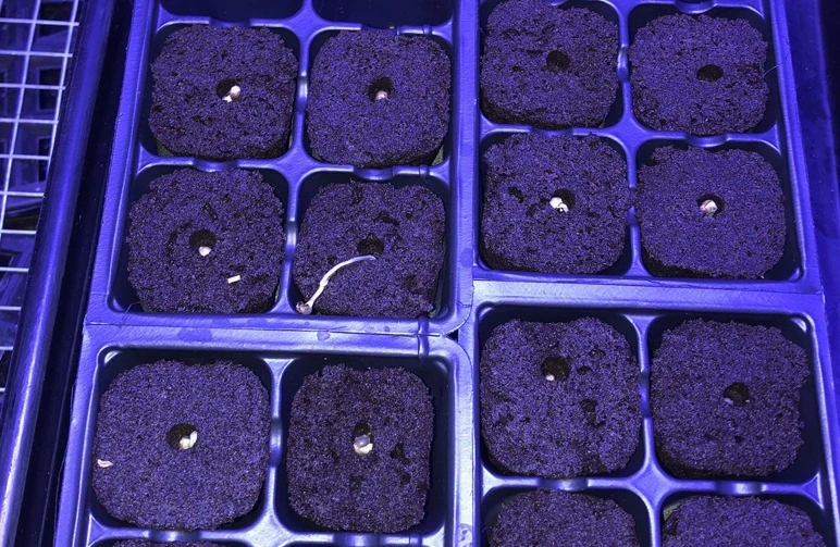 Eine schwarze Kunststoff-Anzuchtschale unter violettem Pflanzenlicht, gef&uuml;llt mit dunklen, quadratischen Anzucht-Plugs. In den L&ouml;chern sind gekeimte Cannabissamen sichtbar, wobei die wei&szlig;e Pfahlwurzel eines Samens vollst&auml;ndig auf der Oberfl&auml;che freiliegt.