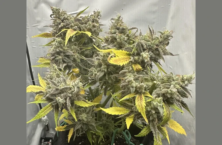 An indoor autoflower cannabis plant midway through a staggered harvest. Several bare cut stems are visible where the top colas were harvested early, while the lower buds remain attached to the plant to continue maturing.