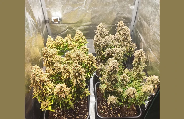 A fully maximized compact indoor grow tent filled with dense, heavy-yielding autoflowering cannabis plants in square pots.