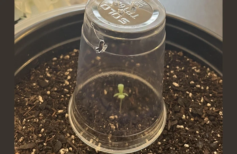Ein winziger gr&uuml;ner Cannabiskeimling sprie&szlig;t aus Blumenerde und ist mit einem umgedrehten, durchsichtigen Solo-Plastikbecher bedeckt, in den kleine Luftl&ouml;cher gestochen wurden.