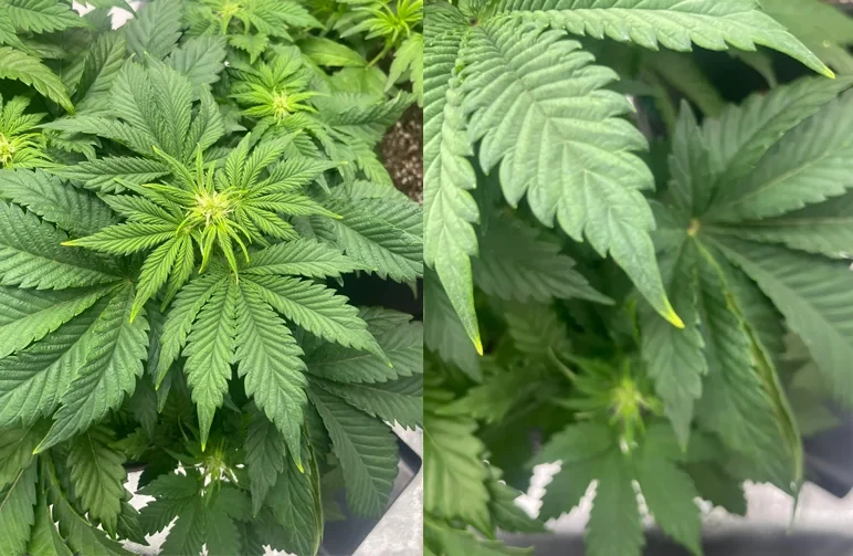 Nahaufnahme zum Vergleich einer fr&uuml;hen N&auml;hrstoffverbrennung an einer Autoflower-Cannabispflanze, bei der die Blattspitzen leicht vergilbt sind, w&auml;hrend das Blatt gr&uuml;n bleibt.