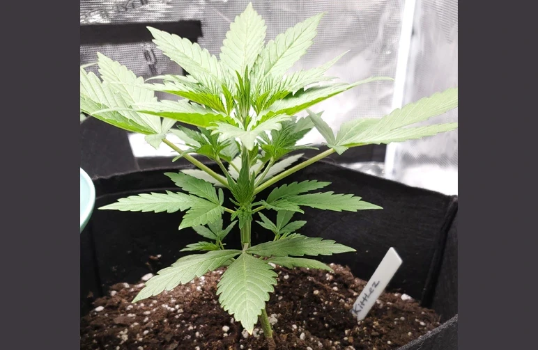 Eine junge, gesunde Autoflower-Cannabispflanze wächst in einem schwarzen Stofftopf und zeigt kräftig grüne Blätter, die in einer "betenden" Haltung nach oben zur Grow-Lampe weisen.