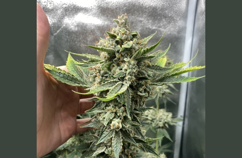 Die Hand eines Growers neben einer riesigen, stark mit Trichomen bedeckten Cannabis-Cola in einem reflektierenden Grow-Zelt, die das hohe Ertragspotenzial eines maximal ausgereizten Lichtplans veranschaulicht.