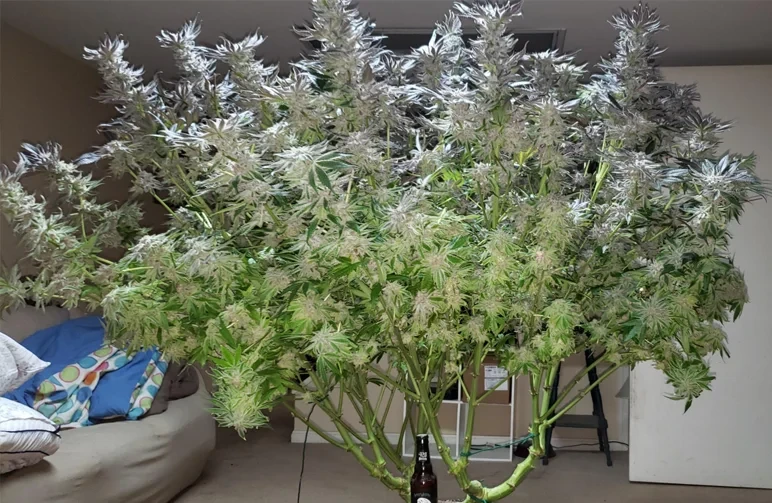 A massive, fully mature indoor cannabis plant taking up a large portion of a room. A standard glass bottle is placed at the base of its single, thick main stalk to demonstrate the massive scale and huge yield potential of a properly trained photoperiod plant.