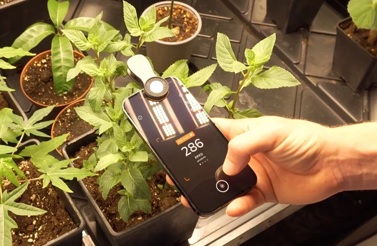Eine Hand hält ein Smartphone über kleine grüne Pflanzen und verwendet eine Lichtmesser-App, um die Lichtintensität beim Indoor-Grow zu messen; angezeigt wird ein Wert von 286 PPFD.