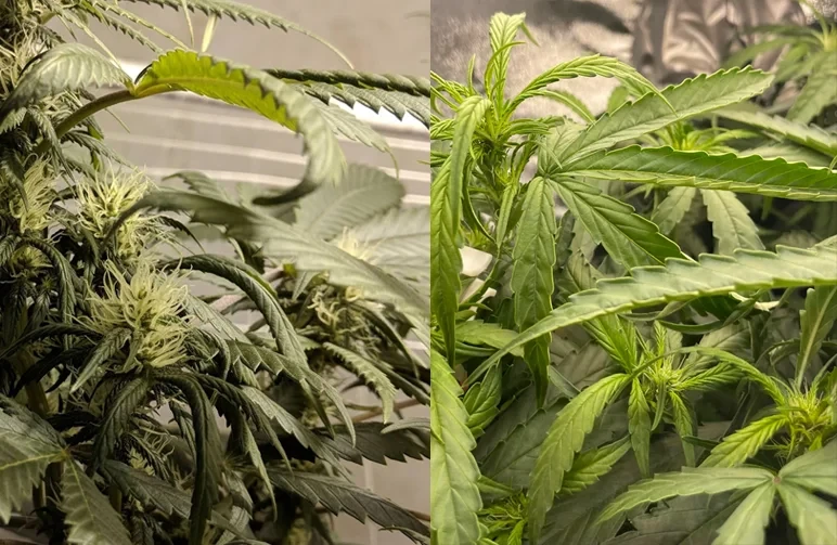 Direkter Vergleich von Cannabisbl&auml;ttern mit nach unten gerichteter Krallenbildung aufgrund einer Stickstoffvergiftung auf der linken Seite und nach oben gerichteter Tacoform aufgrund von Hitze- und Lichtstress auf der rechten Seite.