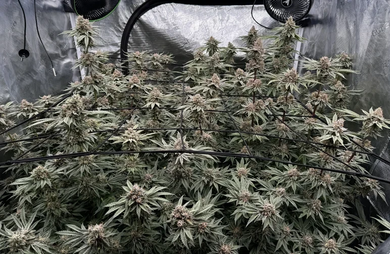 Une tente de culture de cannabis extrêmement remplie, montrant une canopée dense de feuilles et de têtes couvrant toute la surface et poussant à travers un filet de palissage noir, avec de fortes zones d’ombre empêchant la lumière d’atteindre la moitié inférieure des plantes.