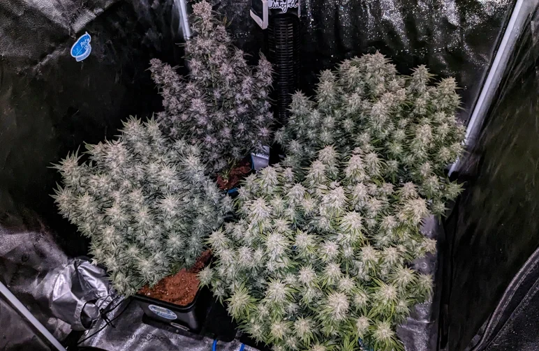 Vue de dessus à l’intérieur d’une tente de culture carrée montrant quatre énormes plants de cannabis à autofloraison en bonne santé, placés dans des pots carrés et occupant parfaitement l’espace.