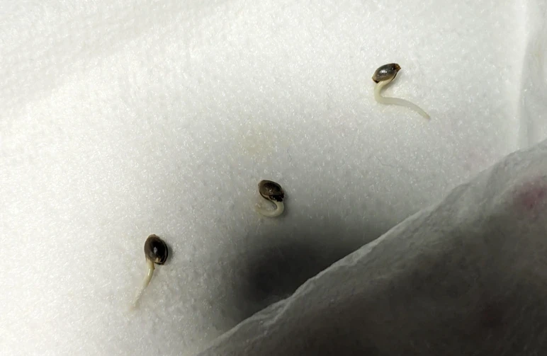 Die obere Schicht eines feuchten Papiertuchs wird zur&uuml;ckgezogen und gibt den Blick auf drei gekeimte Cannabissamen mit gesunden, einen halben Zoll langen wei&szlig;en Pfahlwurzeln frei.