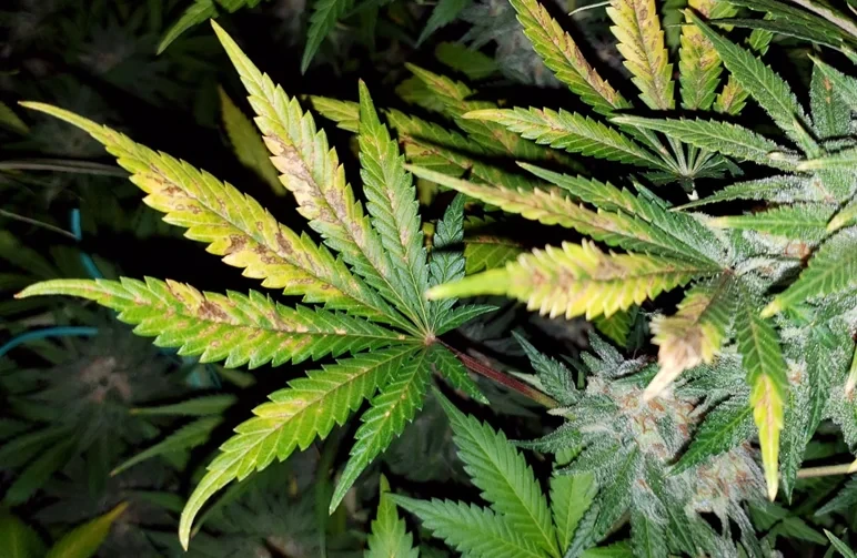 A close-up view of a cannabis fan leaf suffering from pH lockout, displaying distinct yellowing between the veins and scattered brown, rust-colored necrotic spots across the leaflets.