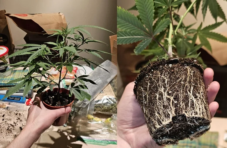 A side-by-side photo showing a young cannabis plant in a small plastic pot, alongside its exposed root ball with white roots tightly circling the bottom, demonstrating a rootbound plant.