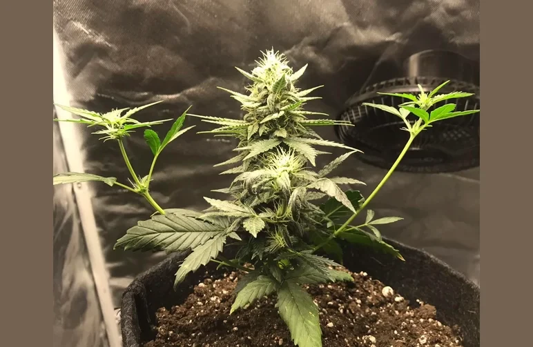 Eine stark verk&uuml;mmerte Autoflower-Cannabispflanze, die bereits mit einer H&ouml;he von nur wenigen Zentimetern in einem Growzelt bl&uuml;ht, sodass lediglich ein einzelner kleiner Bud an einem Stiel entsteht.