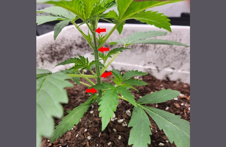 A close up of a young cannabis plant in soil with red arrows pointing to the four nodes along the main green stem, showing the ideal size to begin low stress training.