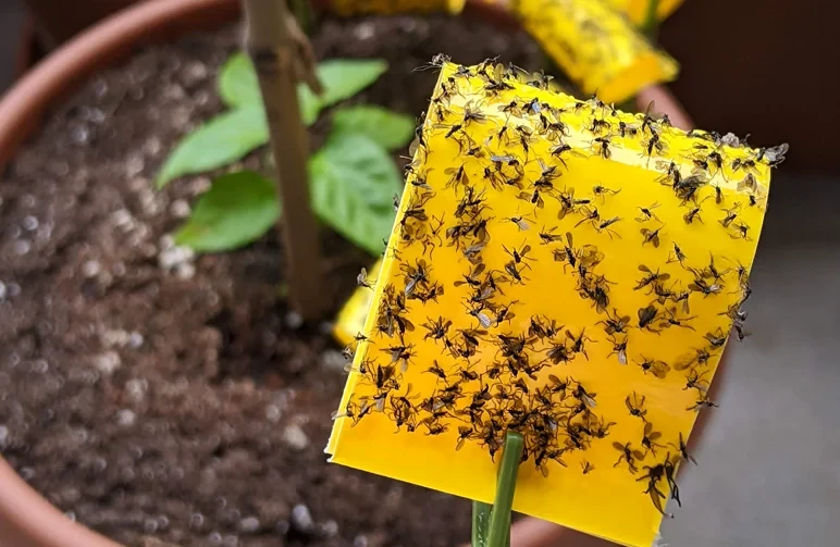 Yellow sticky trap covered in adult fungus gnats placed above the soil line of a potted plant